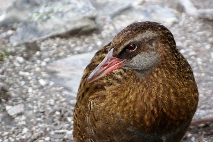Gros plan sur un oiseau Weka, originaire de Nouvelle-Zélande.