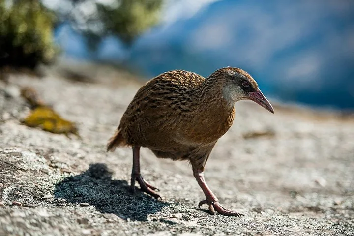 Close-up of a native Weka bird walking on a rocky surface.