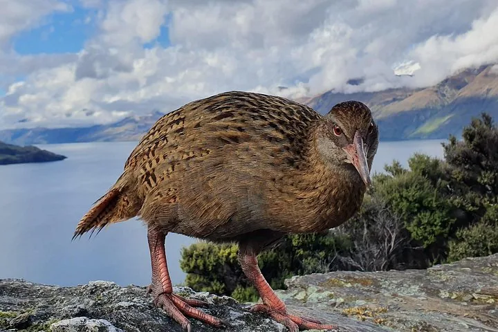 Nahaufnahme eines Weka, der auf einem Felsen sitzt, mit einem See im Hintergrund.